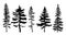 A set of pines and spruces on a white background. Forest trees are forever green. Flat style