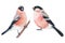 Set of pink birds, bullfinches watercolor drawing on white background