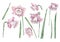 Set of pink daffodils flowers and green leaves. Isolated elements on a white background. Watercolor.