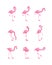 Set of pink flamingo in various poses flat cartoon vector illustration isolated.