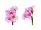 Set of pink flowers of bergenia crassifolia isolated