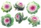 Set of pink-green decorative cabbage flowers isolated on white