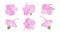 Set of pink hibiscus blooming flowers illustration