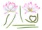 Set of pink lotus parts for creating compositions. Blooming flower heads, green stems of water lily. Constructor for creating