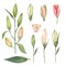 Set of Pink Stargazer lily buds on a white background. Watercolor illustration.