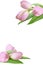 Set of pink tulip flowers and green leaves in a corner arrangements isolated on white