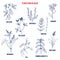 Set of plants rich in silica. Hand drawn vector set