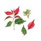 Set of Poinsettia, a Christmas flower on a white background. Watercolor illustration of a red poinsettias. Euphorbia pulcherrima.