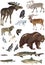 Set of polar animals