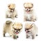 Set of pomeranian baby