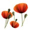 Set of Poppy green and red capsule on white background