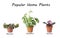 Set of popular house plants on background