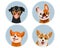 Set of portraits of cute dogs, pinscher, corgi, bulldog. Domestic animals illustration vector