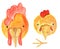 Set of portraits of farm birds - rooster and chicken. watercolor illustration for prints, cards, posters and magazines