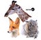 Set of portraits of wild animals a giraffe, white tiger, red Fox realistic in polygonal ,low poly origami style.