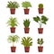 Set of pot green deciduous plants with leaves. Sansevieria, cactus, pipal, bonsai, palm tree. Houseplants design