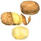 Set of potatoes peeled, in peel, whole isolated, watercolor illustration