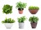 Set with potted parsley plants on background