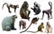 set of primates