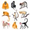 Set of Primates and Monkeys. Vector Illustration