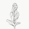Set of protea flower and tropical leaves line over white background. holiday gift, bouquet, buds. one beautiful fashion flower