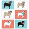 Set of pugs. Vector illustration. EPS,JPG.