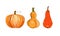 A set of pumpkins.Autumn pumpkins of different colors and shapes.