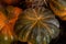 Set pumpkins dark green harvest farmer design base steam vegetable