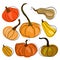 A set of pumpkins in different grades and shapes hand drawn. Vector collection of cute pumpkins on white background