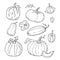 A set of pumpkins of various shapes in doodle style