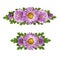 Set of purple aster flowers line arrangements