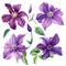 Set of purple flower on a white background. Clematis, watercolor, botanical illustration, hand drawing painting