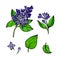 Set with purple lilac flowers and green leaves drawn with gouache and isolated on a white background.