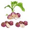 Set of purple top white globe turnips in cartoon style. Whole, half, and sliced turnip. Fresh organic and healthy, diet