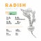 Set of radish, health benefits. Vector illustration