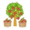 Set Rambutan Tree on Background Vector.