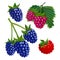 Set of raspberries and blackberries colourful drawing isolated on white