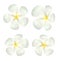Set of real white plumeria flower vector