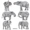 A set of realistic african elephants