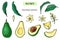 Set of realistic avocado.Summer tropical food for healthy lifestyle.Cartoon Whole fruit,half,leaf,flower