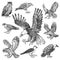 Set of realistic birds. Goshawk, Griffon vulture, Pallid harrier, Black kite, Owl and eagle. Hand drawn vector sketch in