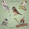 Set of realistic different species of sparrows on branches