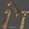 Set of realistic giraffe heads with long necks on a gray background