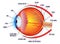 Set of realistic human eyeball isolated or close up human eyeball retina with pupil and iris. eps vector.
