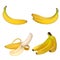 Set of realistic illustration bananas. Banana,half peeled banana,bunch of bananas. 3d vector illustration.