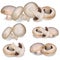 Set of realistic illustration edible white champignon mushroom.3d vector illustration.