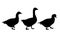 Set of realistic illustrations of geese and ducks, isolat