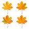 Set of realistic orange maple leaves. Autumn vector illustration