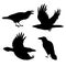 Set of realistic ravens flying and sitting. Monochrome vector illustration of black silhouettes of smart birds Corvus