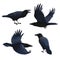 Set of realistic ravens flying and sitting. Vector illustration of smart birds Corvus Corax in hand drawn realistic